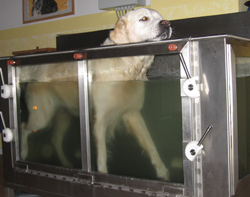 Aqua-Therapie-Laufband