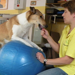 Geräte-Therapie-Ball