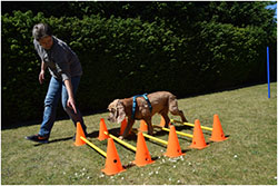 Hundephysiotherapeutin - Katrin Claußen