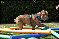 Hundephysiotherapeutin - Katrin Claußen