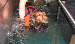 Aqua-Therapie-Laufband